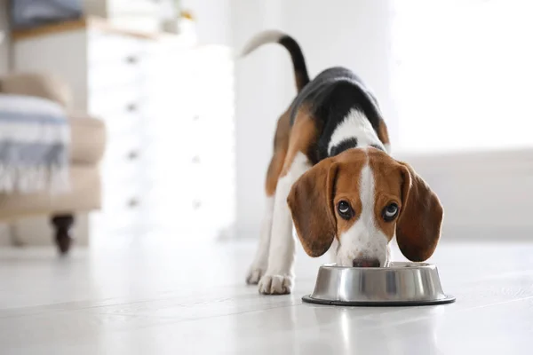 Bonito Cachorro Beagle Comendo Casa Adorável Animal Estimação — Fotografia de Stock