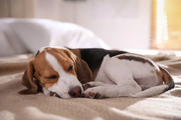 Lindo Cachorro Beagle Durmiendo Cama Casa Adorable Mascota — Foto de Stock