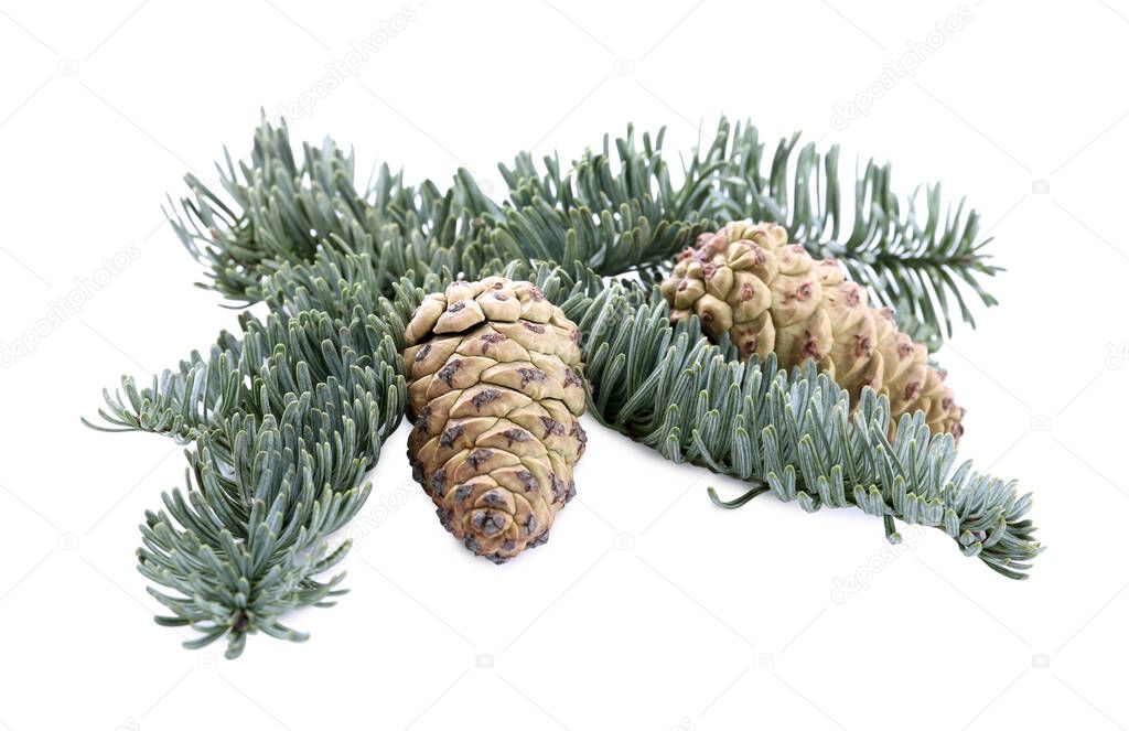 Fir tree branch with pinecones isolated on white