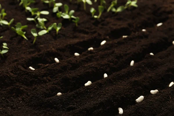 Witte Bonen Vruchtbare Grond Plantaardige Zaden — Stockfoto