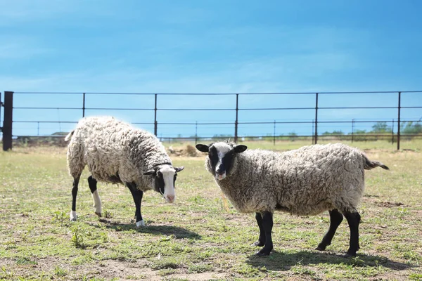 Милі Смішні Вівці Полі Красива Тварина — стокове фото