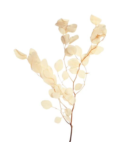 Beautiful eucalyptus branch with dried leaves on white background