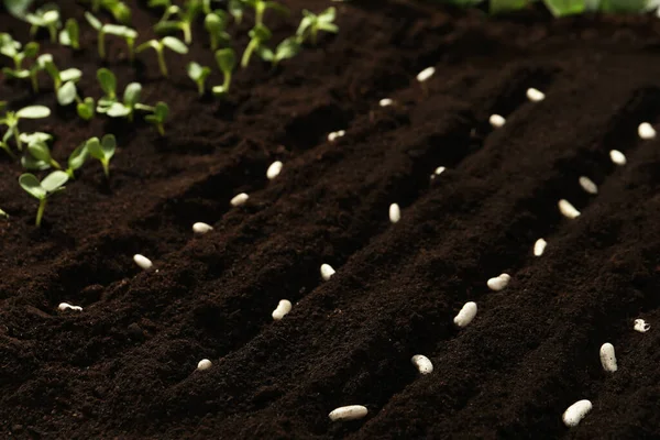 Feijão Branco Solo Fértil Sementes Legumes — Fotografia de Stock