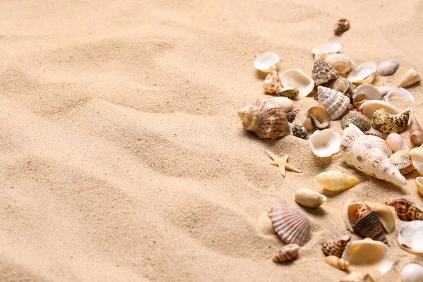 Vackra Snäckskal Och Sjöstjärnor Stranden Sand Utrymme För Text Sommarsemester — Stockfoto