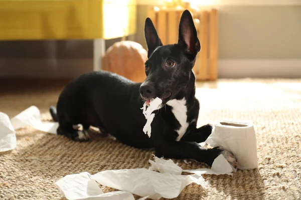 Милий Чорний Собака Туалетним Папером Підлозі Приміщенні Святкування Хеллоуїна — стокове фото