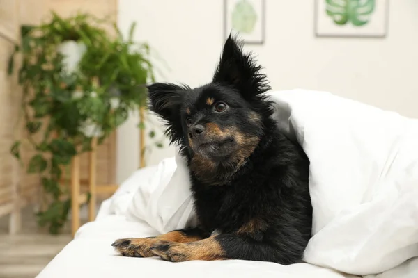 Adorable dog covered with blanket at home