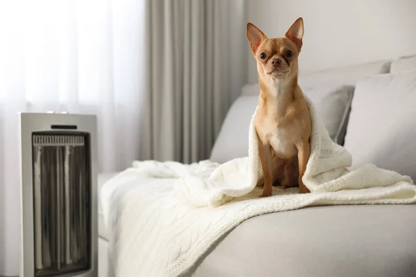 Chihuahua Pes Sedí Šedé Pohovce Blízkosti Elektrického Ohřívače Obývacím Pokoji — Stock fotografie