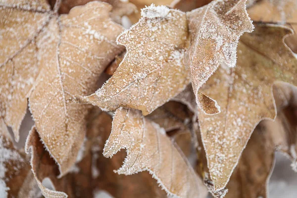 寒冷的冬日早晨 干燥的枫叶被霜冻覆盖在室外 — 图库照片