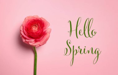 Merhaba Spring. Pembe arka planda güzel ranunculus çiçeği