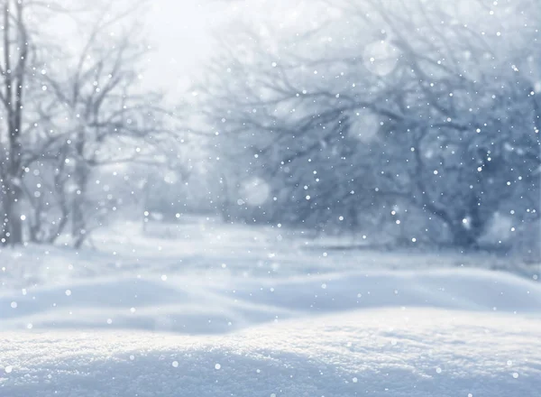 Красивый Пушистый Снег Лесу Зимний Сезон — стоковое фото