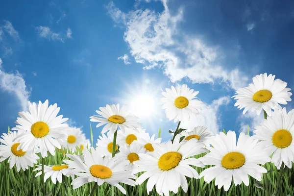 Beautiful Chamomile Flowers Outdoors Sunny Day Springtime — Stock Photo, Image