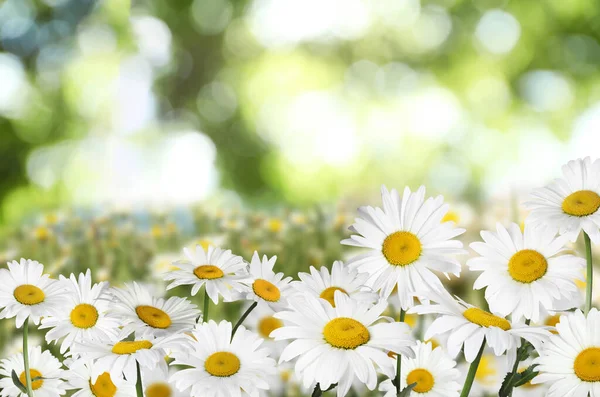 Lindas Flores Camomila Livre Dia Ensolarado Primavera — Fotografia de Stock