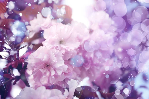 Vue Rapprochée Sakura Fleurs Extérieur — Photo