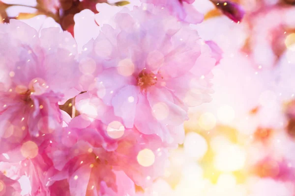 Árvore Sakura Florescente Livre Dia Primavera Close — Fotografia de Stock