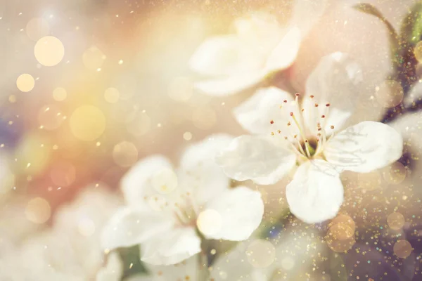 Vue Rapprochée Arbre Fleurs Extérieur Jour Printemps — Photo