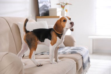 İçerideki kanepede oturan sevimli Beagle köpeği. Sevimli hayvan.