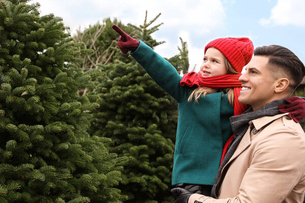 Father and daughter choosing plants at Christmas tree farm. Space for text