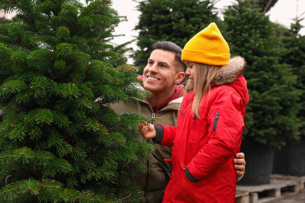 Father and daughter choosing plants at Christmas tree farm