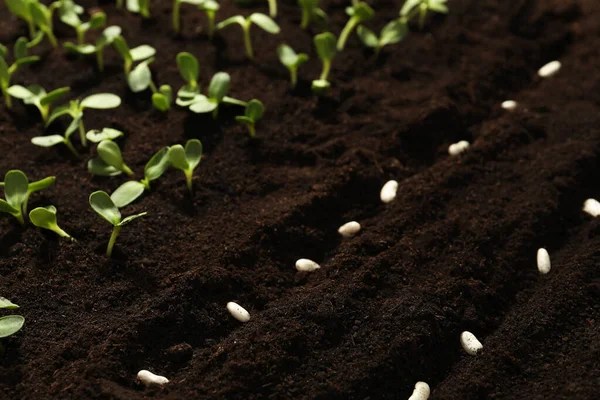 Feijão Branco Solo Fértil Sementes Legumes — Fotografia de Stock