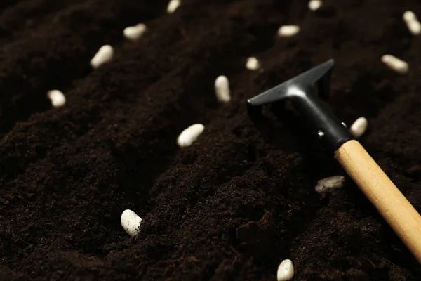 Witte Bonen Hark Vruchtbare Grond Close Plantaardige Zaden — Stockfoto