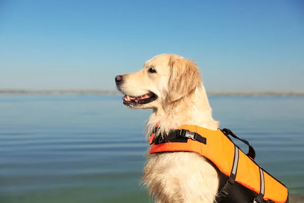 在河附近救生衣里的狗救援队 特写镜头 — 图库照片