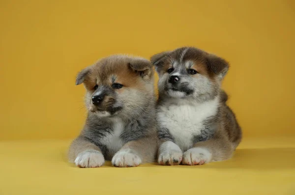 Entzückende Akita Inu Welpen Auf Gelbem Hintergrund — Stockfoto