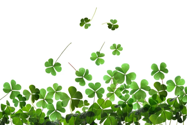 Hojas Trébol Verde Fresco Sobre Fondo Blanco Día San Patricio —  Fotos de Stock