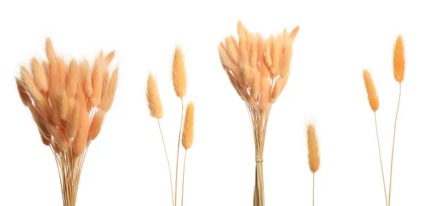 Set Met Mooie Decoratieve Droge Bloemen Witte Achtergrond — Stockfoto
