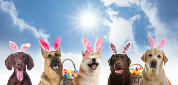 Colorful Easter Eggs Cute Dogs Bunny Ears Headbands Outdoors Collage — Stock Photo, Image