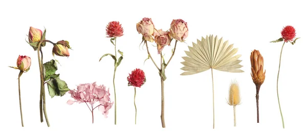 Beyaz Arkaplanda Güzel Kuru Çiçeklerle Set Afiş Tasarımı — Stok fotoğraf