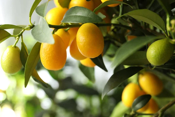 Kumquat Boom Met Rijpende Vruchten Buiten Close — Stockfoto