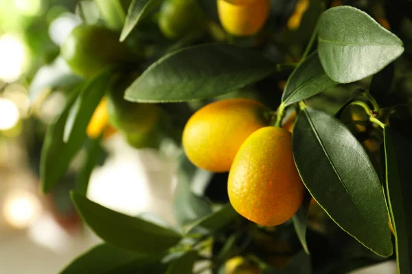 Kumquat Träd Med Mognande Frukt Utomhus Närbild Plats För Text — Stockfoto