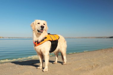 Nehrin kıyısındaki sahilde can kurtaran yeleği giymiş bir köpek.
