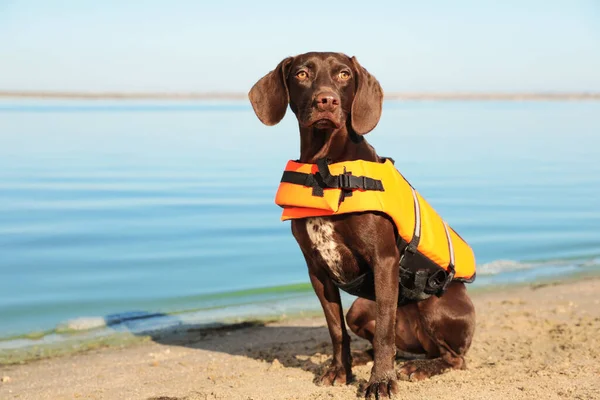 河畔海滩上身穿救生衣的救援犬人 — 图库照片