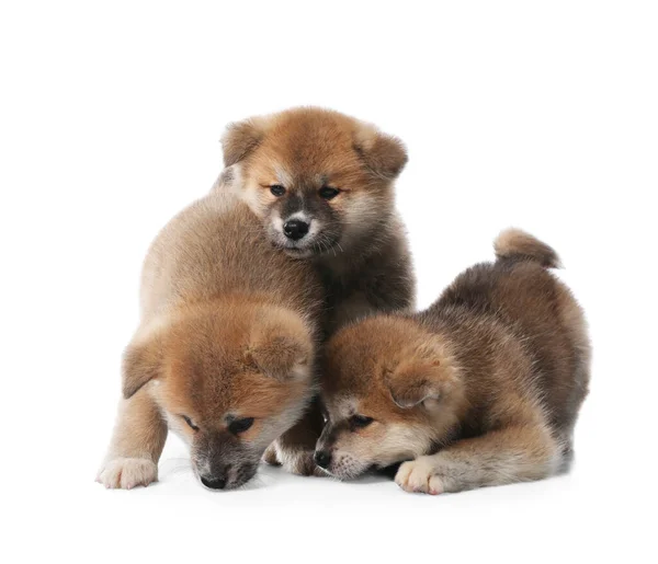 Adorables Cachorros Akita Inu Sobre Fondo Blanco —  Fotos de Stock