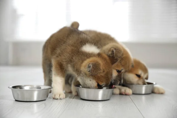 Adorabile Akita Inu Cuccioli Mangiare Ciotole Alimentazione Chiuso — Foto Stock