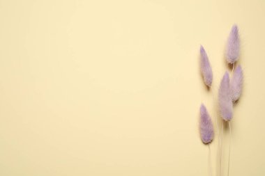 Bej arka planda bir buket kurumuş çiçek, düz uzanmış. Metin için boşluk