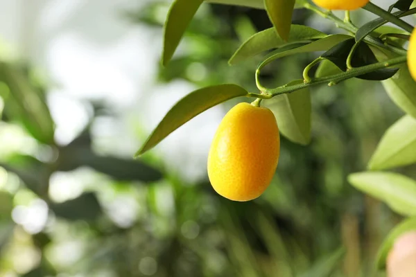 Kumquat Baum Mit Reifen Früchten Freien Nahaufnahme Raum Für Text — Stockfoto