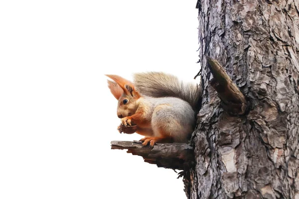 Cute Squirrel Fluffy Tail Tree White Background — Stock Photo, Image