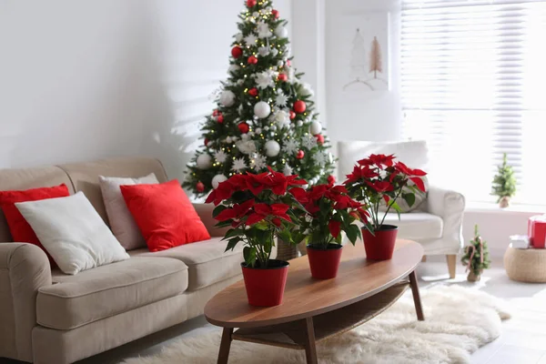 Schöne Weihnachtssterne Auf Einem Holztisch Wohnzimmer Traditionelle Weihnachtsblumen — Stockfoto