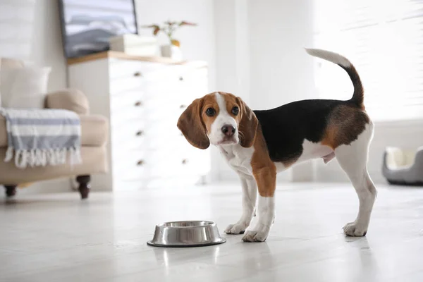Χαριτωμένο Κουτάβι Beagle Κοντά Ταΐζοντας Μπολ Στο Σπίτι Αξιαγάπητο Κατοικίδιο — Φωτογραφία Αρχείου