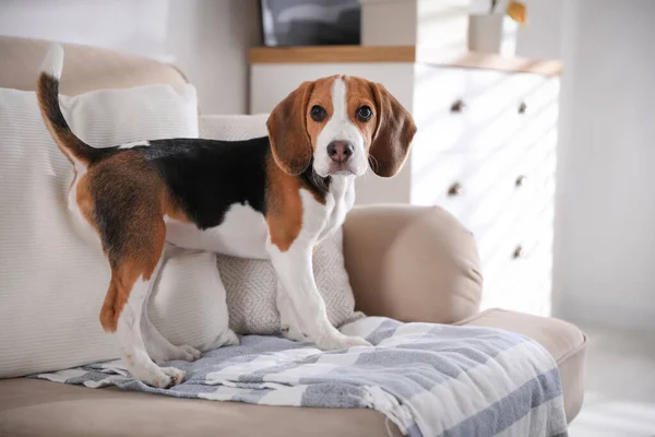 可爱的小猎犬在家里的沙发上 可爱的宠物 — 图库照片