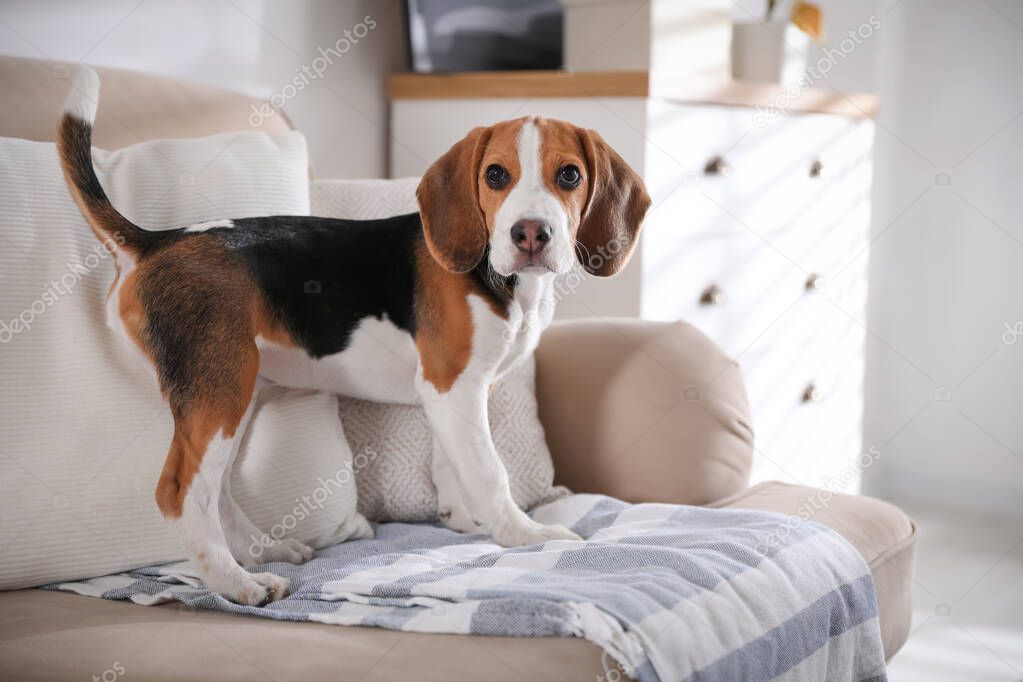 Cute Beagle puppy on sofa at home. Adorable pet