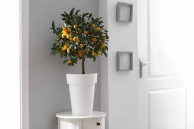 Potted kumquat tree in doorway. Interior design clipart