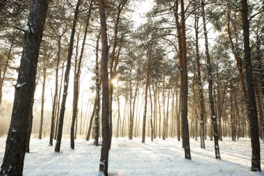 Güneşli bir kış sabahı güzel karlı bir orman.