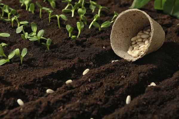 Turfpot Met Witte Bonen Vruchtbare Grond Plantaardige Zaden — Stockfoto