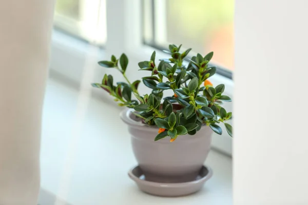 Mooie Potted Goldfish Plant Vensterbank Binnen — Stockfoto