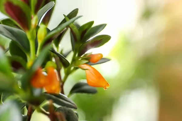 Hermosa Planta Goldfish Sobre Fondo Borroso Primer Plano —  Fotos de Stock