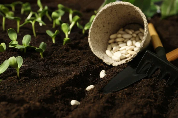 Pot Tourbe Avec Haricots Blancs Outils Jardinage Sur Sol Fertile — Photo