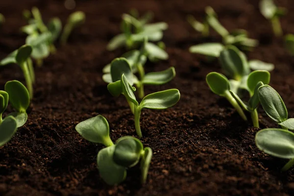 Свіжі Зелені Овочеві Саджанці Ростуть Родючому Грунті Крупним Планом — стокове фото
